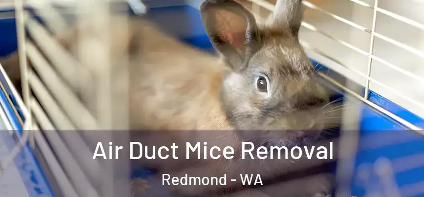  Air Duct Mice Removal Redmond - WA