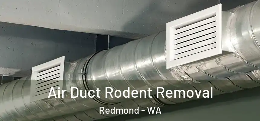 Air Duct Rodent Removal Redmond - WA